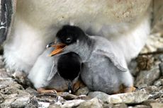 Eselspinguin (69 von 97).jpg